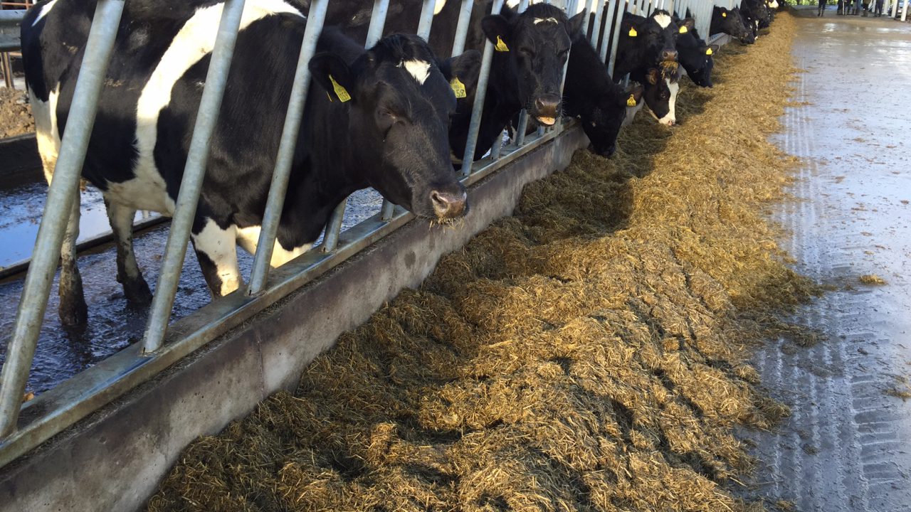 Dairy Cows Silage 1280X720