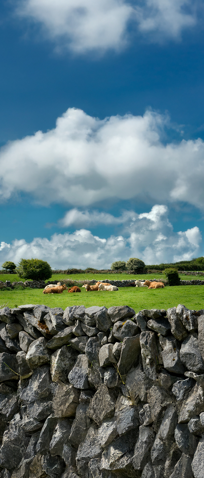 Beef Mobile Banner (700X1636)