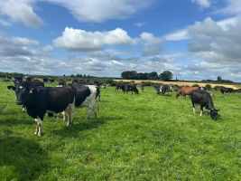 ABS Genus dairy farmers on the herd of John & Jimmy Bourke, Thurles, Co.Tipperary