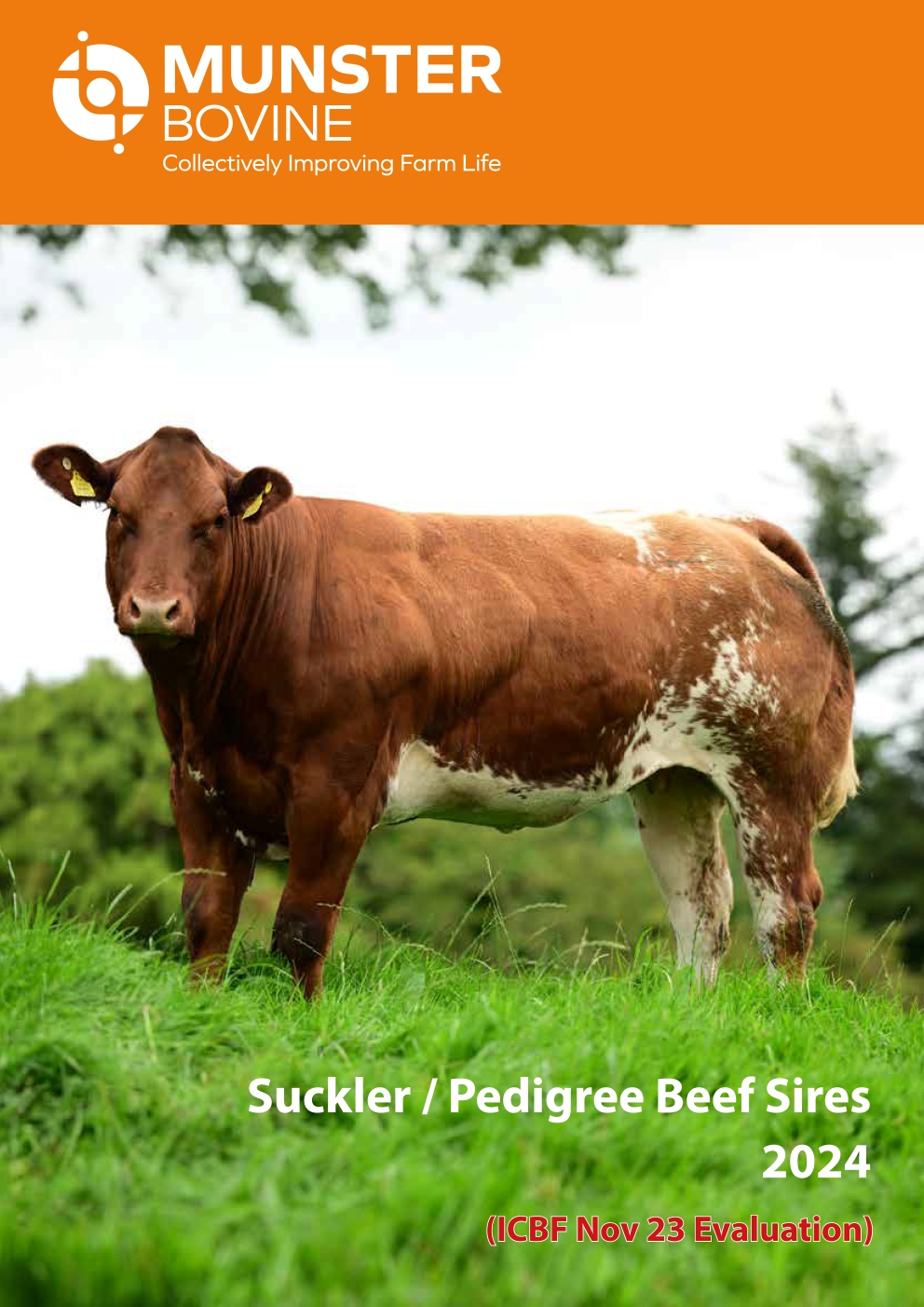 Suckler Pedigree Beef Sires Cover Image (1)