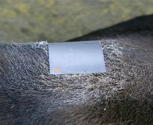 Scratch Card applied to a cow