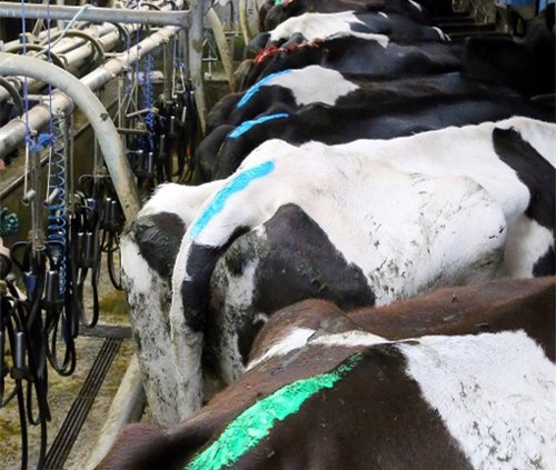 Tail Paint used on cows