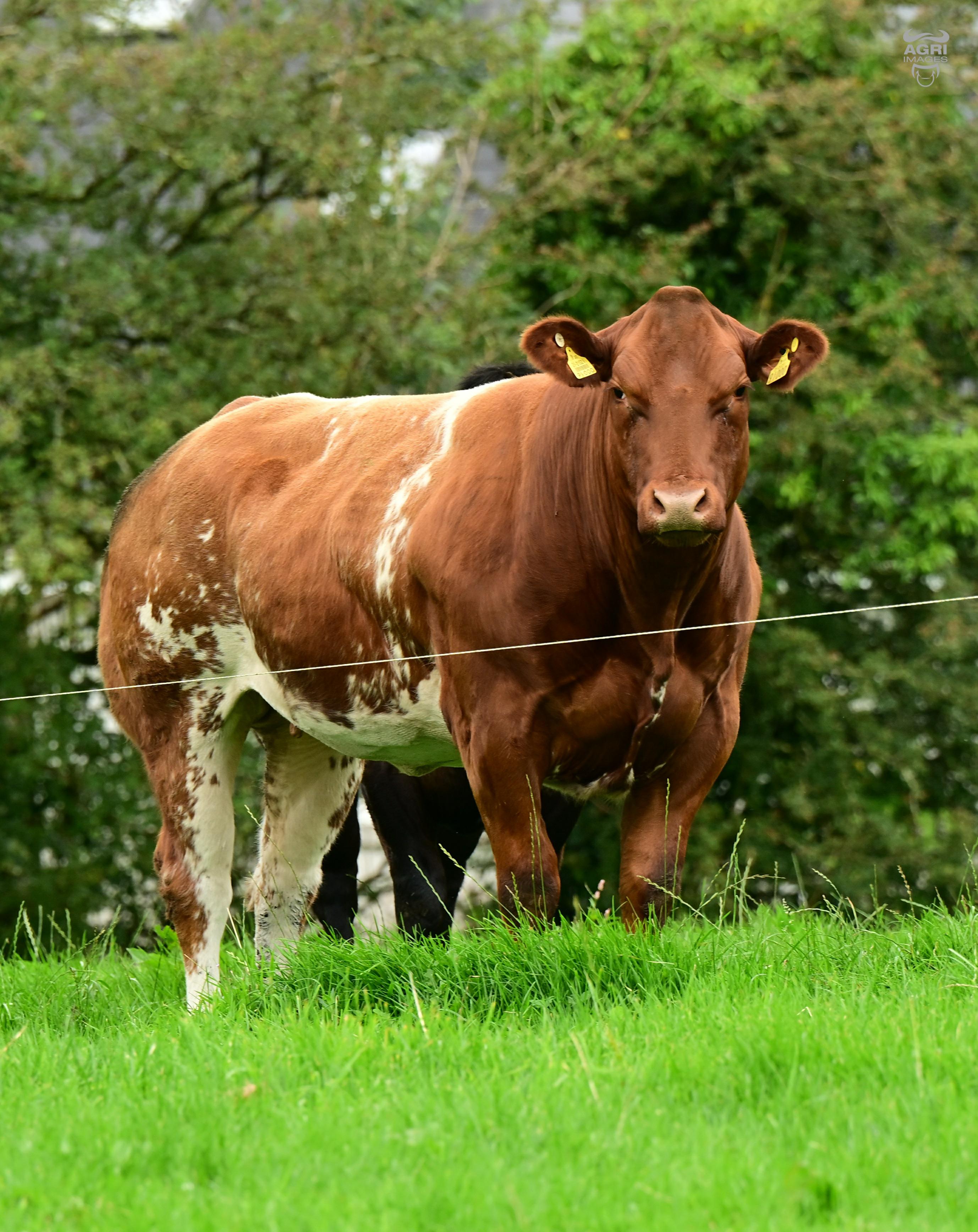 Beef Breeding Programme Image