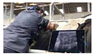 Ultrasound scanning a cow