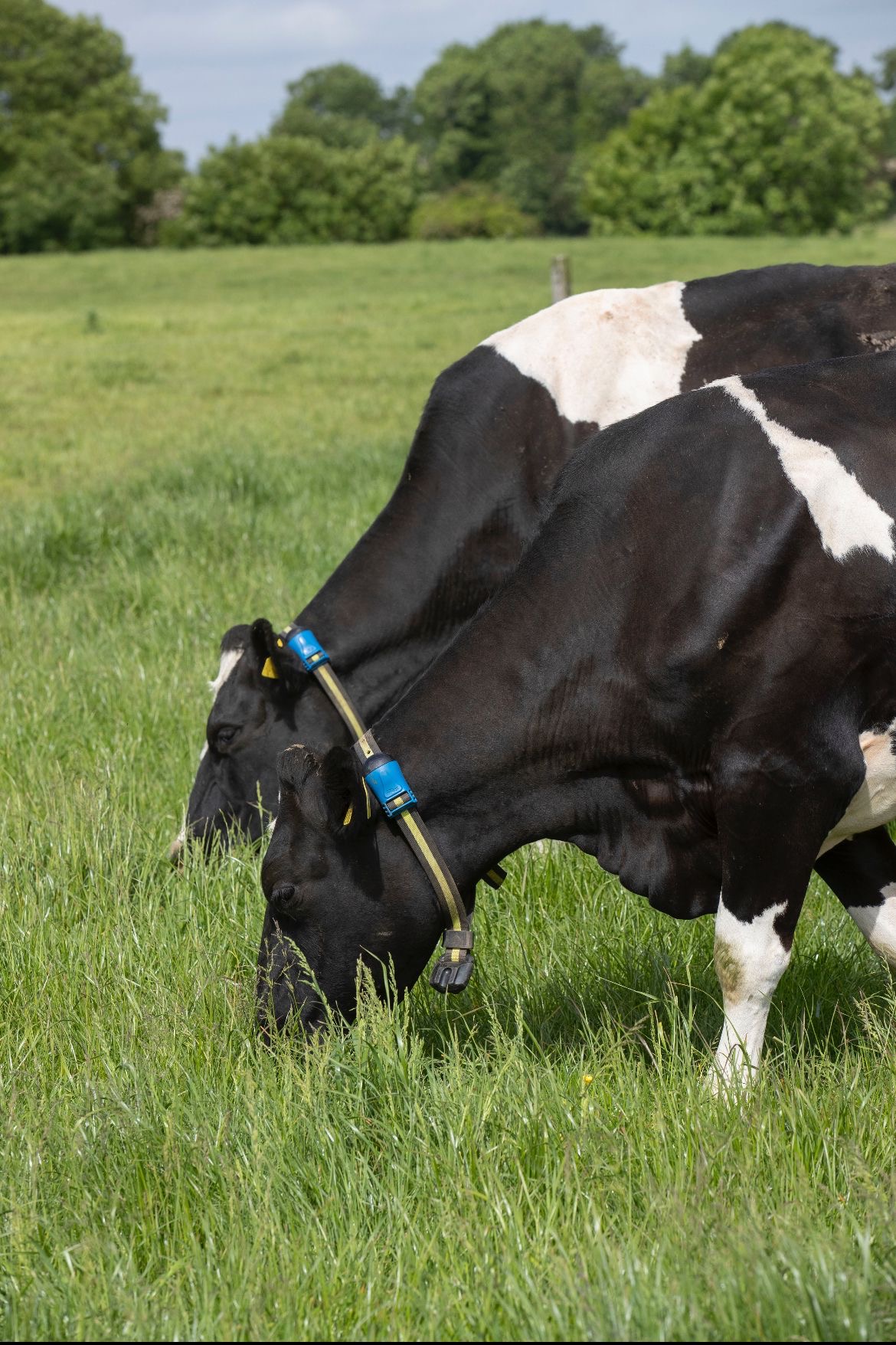 385Bb0da 4589 4219 9E1d 701Ab30b0a10