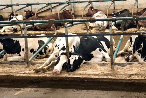 Cows laying in cubicles with correct head room and lunge space.